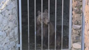 Гордо и Флоренция вече са в България: Как се адаптират мечките от Аржентина в парка в Белица