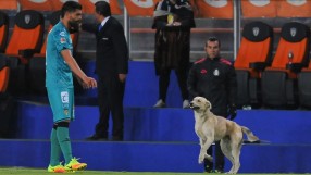 Куче и коте 