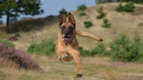 Куче за 20 000 паунда ще пази златния медал на Емилиано Мартинес