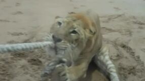 Антъни Джошуа се сбори с гигантска котка и загуби (ВИДЕО)