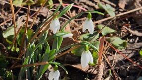Първите кокичета цъфнаха в града на розите