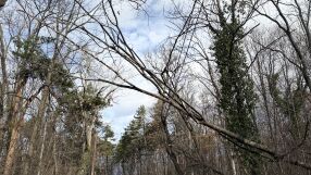 Паднало дърво спря движението на трамваи в София