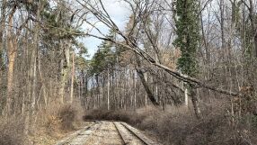 Паднало дърво спря движението на трамваи в София