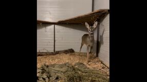 Сърна, нападната от хищници, е спасена и излекувана в зоопарка в Бургас (ВИДЕО)