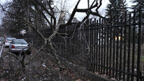 Дърво падна върху оградата на детска градина в София (СНИМКИ)