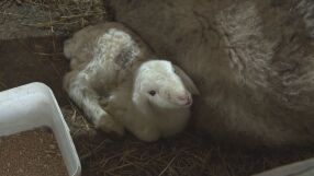 Сирене от първия фермерски кооператив: Как малки производители се обединяват, за да могат да се развиват?