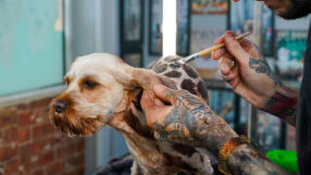 От куче до жираф: Новата тенденция в груминга