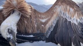 Смъртоносни отрови край Котел: Редки птици са убити. "Но рано или късно отровите ще покосят и хора“ (ВИДЕО)