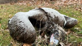 МОСВ алармира: Законът не спира отравянето на защитени птици 