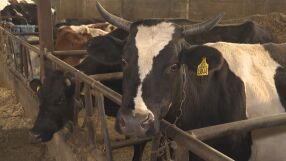 „За“ и „против“ Закона за спекулата: Производители и търговци на разнопосочни мнения