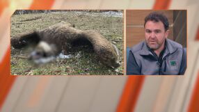 Отрова срещу вълците или за кучето на съседа: Лешоядите стават косвени жертви на човека