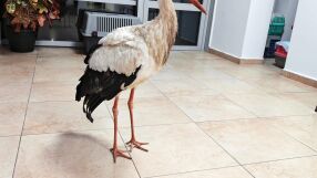 Щъркел сам потърси спасение в параклис в бургаски квартал (СНИМКИ)