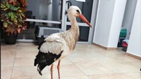 Щъркел сам потърси спасение в параклис в бургаски квартал (СНИМКИ)