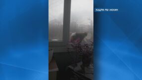 Куриоз в София: Маймуна с памперс се разхожда в кв. "Люлин" (ВИДЕО)