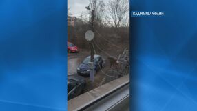 Каква е съдбата на маймунката с памперс, която обикаляше кв. „Люлин“?