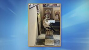 Премръзнал щъркел се скри от студа в параклис