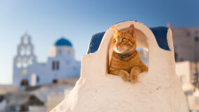 Гръцки остров предлага безплатно престой, ако се грижите за улични котки