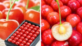 213 долара за череша: Японски плодове достигнаха над 14 000 долара за кутия