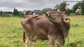 Крава е толкова умна, че сама използва инструменти (ВИДЕО)