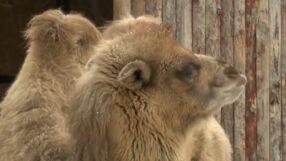 Очаква се февруари да е по-студен от обичайното: Как животните в единствения у нас зоопарк без такса понасят зимата?