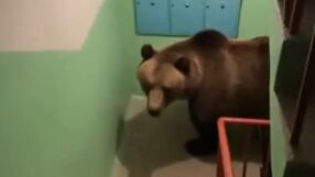 „Явно ще закъснея за работа“: Мечка влезе в жилищна сграда в Русия (ВИДЕО)