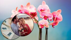 Носят късмет! 10 цветя, които да посадите през 2026 за богатство и любов