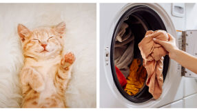 10-минутен трик в сушилнята спасява дрехите от косми на домашни любимци