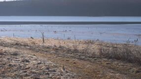 Неми лебеди и къдроглави пеликани: Студът доведе редки зимуващи птици в Монтана