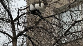 Котка „кацна“ на дърво в центъра на София (СНИМКИ)