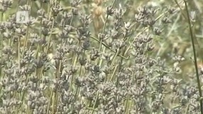 България изпревари Франция по износ на лавандулово масло