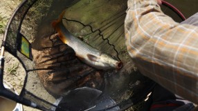 Ще сложи ли българинът тази година вносна риба на трапезата за Никулден?