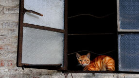  Те следвали римските войници: Домашните котки може да са пристигнали на Запад много по-късно, отколкото се предполагаше