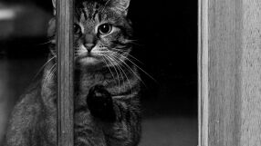 Колосална глоба за мъж, обвинен, че малтретира на котки