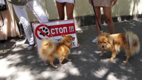 Протест срещу насилието над животни ще се проведе в София