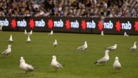 Чайки тормозят шотландски тим (ВИДЕО)