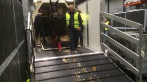 В Рио пристигат летящи коне (СНИМКИ И ВИДЕО)