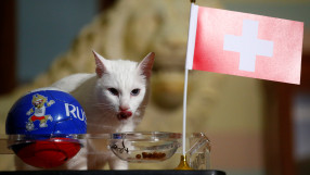 Котаракът Ахил сбърка с прогнозата за мача между Швейцария и Швеция