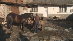 След полицейския екшън: Говори шофьорът, в чийто бус откриха кон