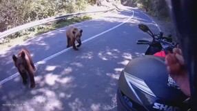 При среща с мечка на пътя: Без даване на храна и без бягане