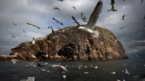 Южното Черноморие привлича най-много зимуващи водолюбиви птици през 2026 г.