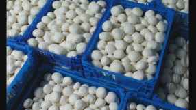 Около 95 на сто от печурките у нас идват от Полша