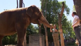 Слон оракул и Евро 2016 - една любопитна комбинация (ВИДЕО)