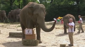 Слонът оракул предрече равенство между Германия и Унгария на Евро 2020