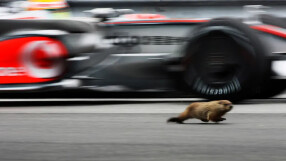 Мармот на пистата за малко не 