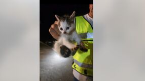 Спасиха коте, паднало в дълбока кабелна шахта с високо напрежение (ВИДЕО)