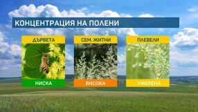 Започна цъфтежът на липите, те също мога да алергизират