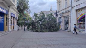 Огромно дърво падна в пешеходния център на Русе (СНИМКИ)