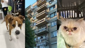 Спасиха куче и котка, прекарали над 4 дни заключени на тераса в „Люлин“ (СНИМКИ)