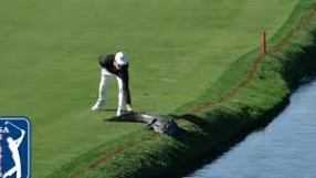 Голфът е любимият спорт на алигаторите (ВИДЕО)