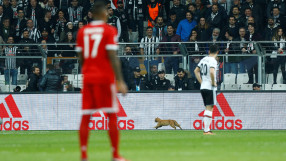 Котешкият късмет на 